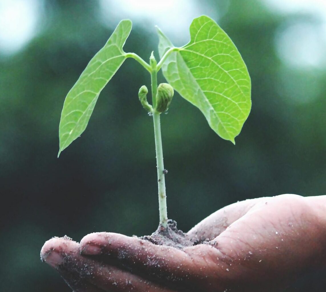 A young sapling held in hands symbolizes growth and sustainability.