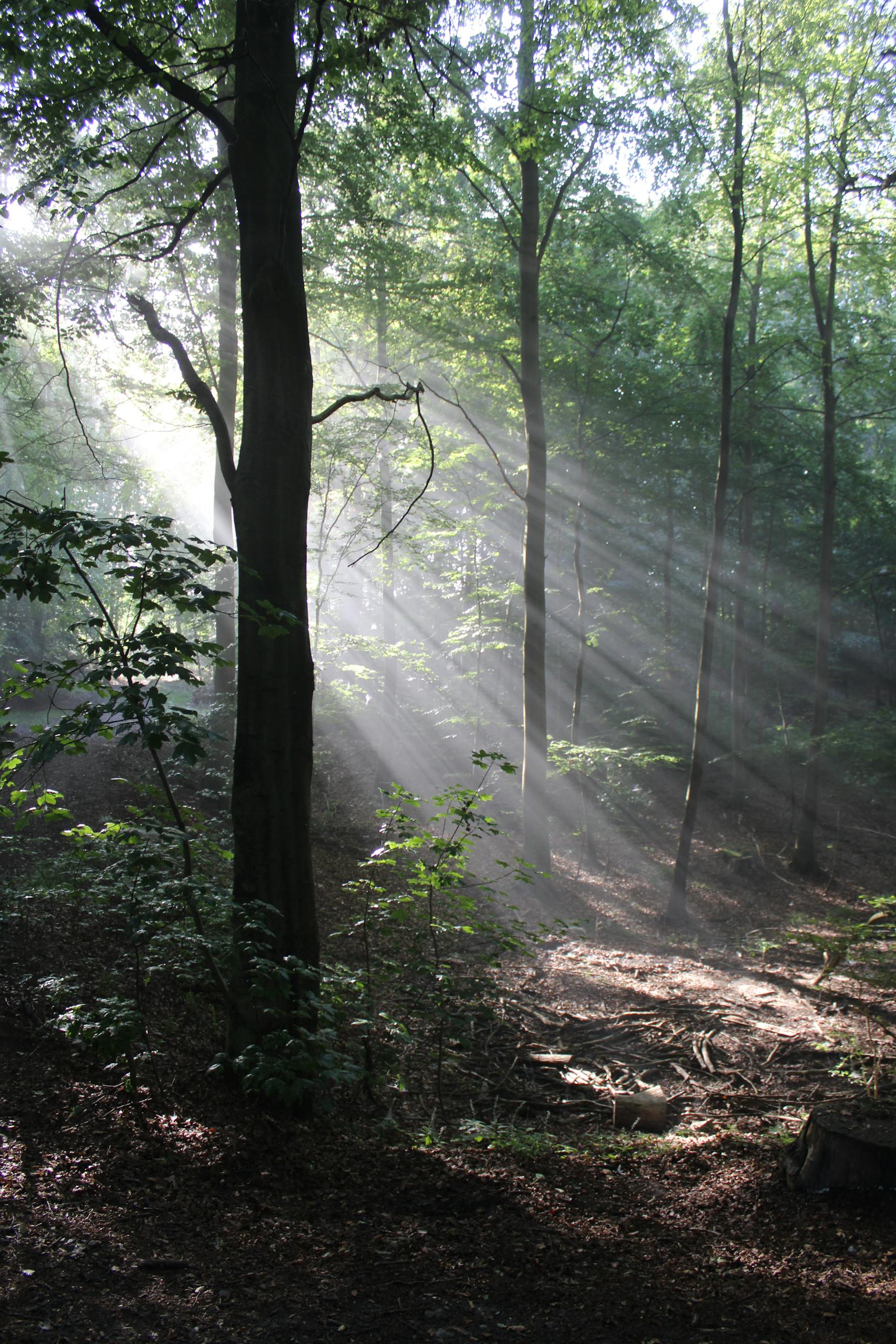 Sunrays penetrate lush foliage in a serene Danish forest, creating a magical atmosphere.
